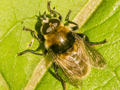 Merodon equestris